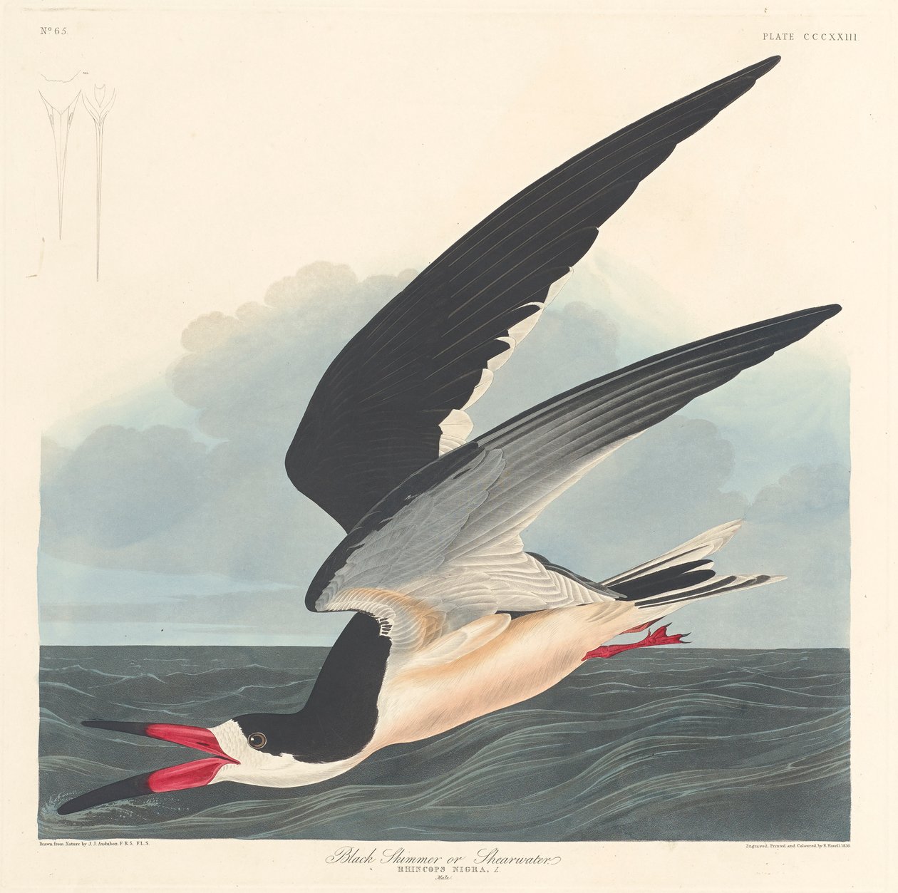 Czarny skimmer, 1836 autorstwa John James Audubon