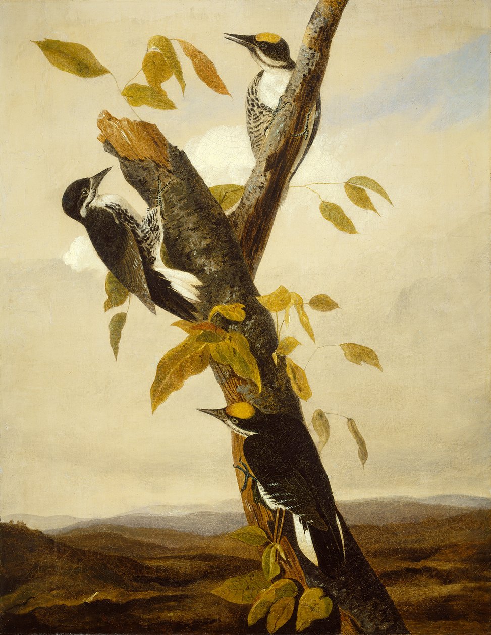 Dzięcioł trójpalczasty, 1831-3 (ołówek i olej na płótnie) autorstwa John James Audubon