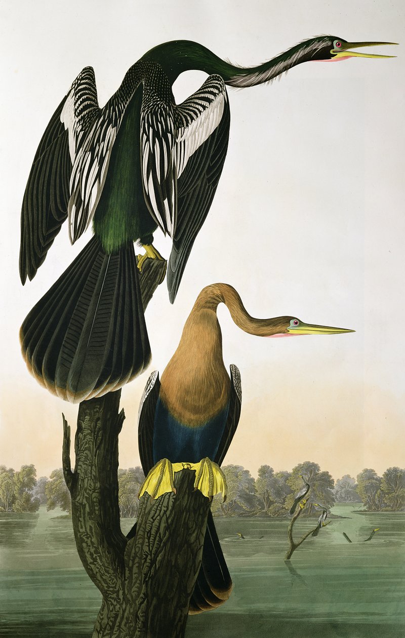 Czarnodzioby Darter, z „Birds of America”, grawerowane przez Roberta Havella (1793-1878) 1836 autorstwa John James Audubon