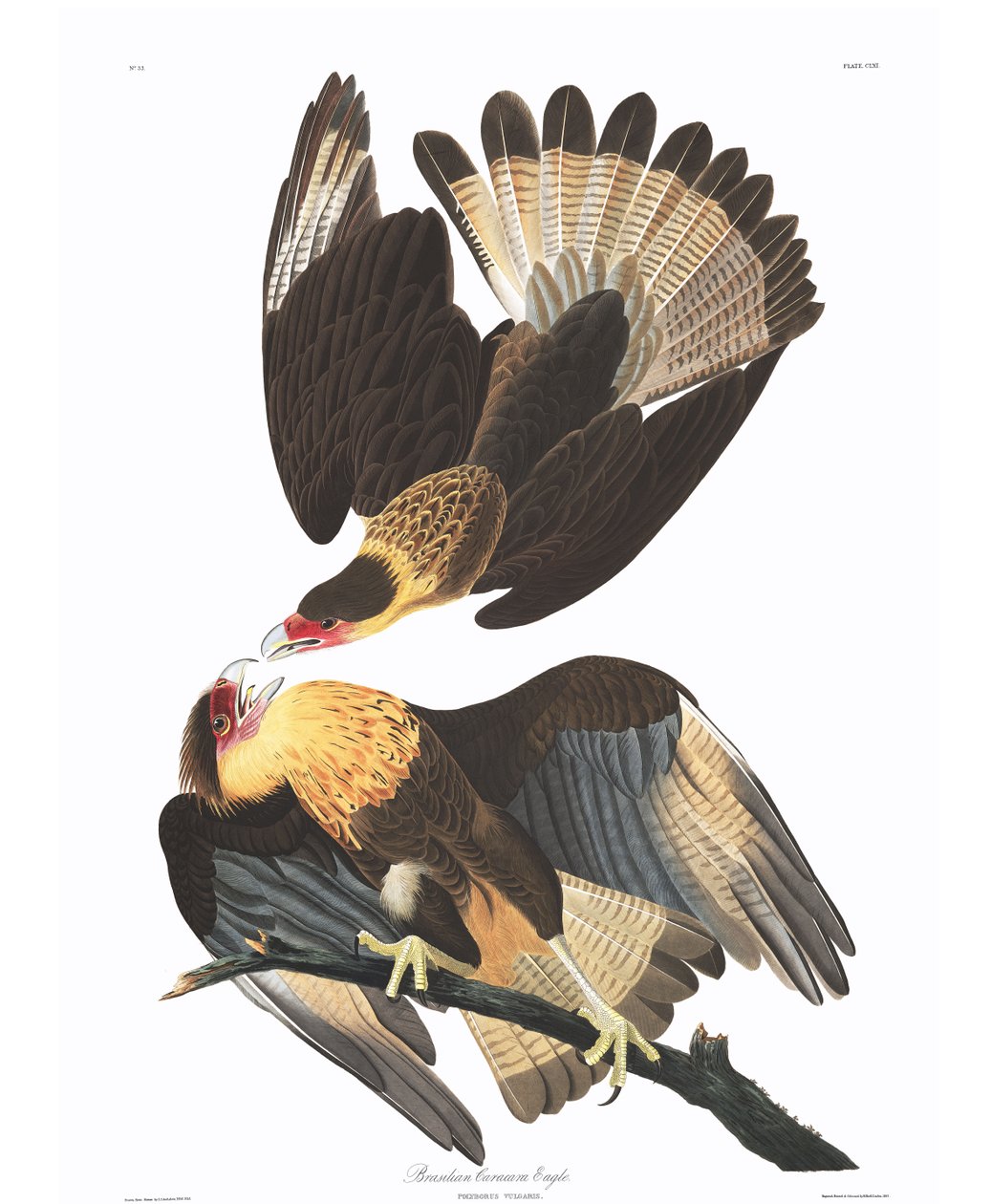 Brazylijski orzeł Caracara (Polyborus vulgaris) autorstwa John James Audubon