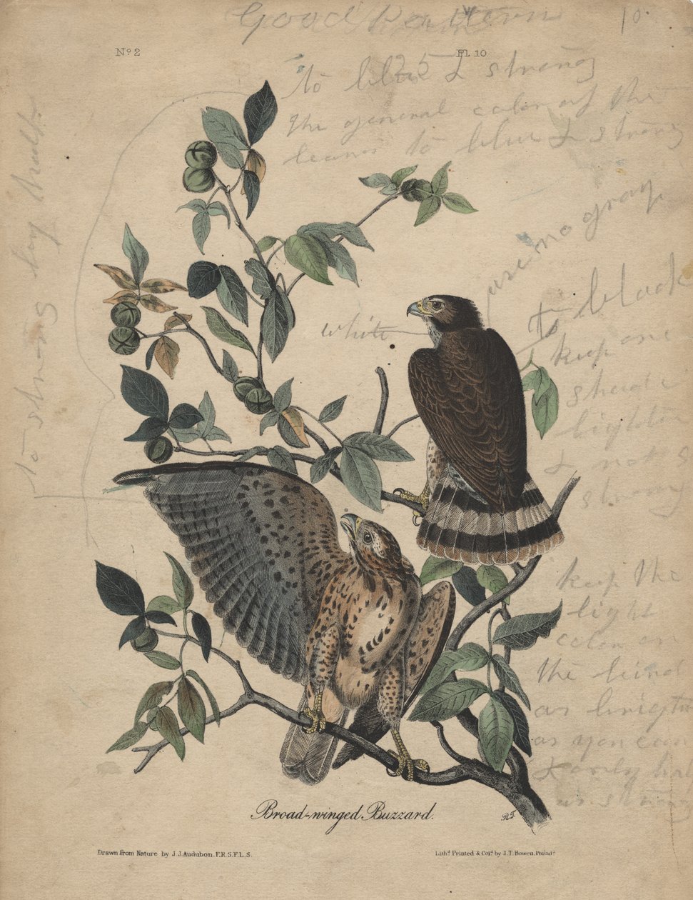Szerokoskrzydły myszołów, lito autorstwa J.T. Bowena, 1840 autorstwa John James Audubon