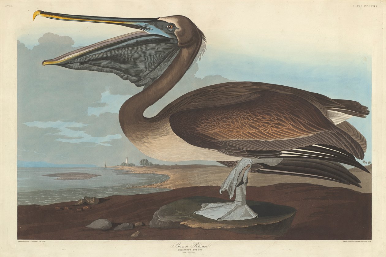 Pelikan brunatny, 1838 autorstwa John James Audubon
