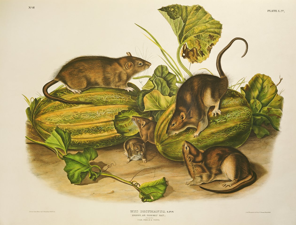 Brown lub Norway Rat, rytowany przez Johna T. Bowena (1801-c.56) opublikowany 1845 autorstwa John James Audubon