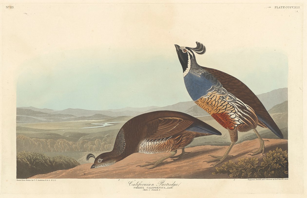 Kuropatwa kalifornijska, 1838 autorstwa John James Audubon
