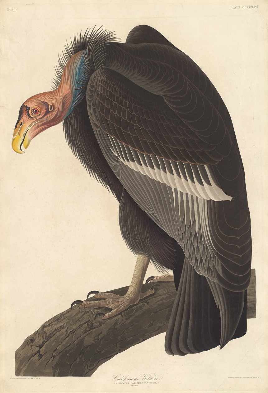 Sęp kalifornijski, 1838 autorstwa John James Audubon