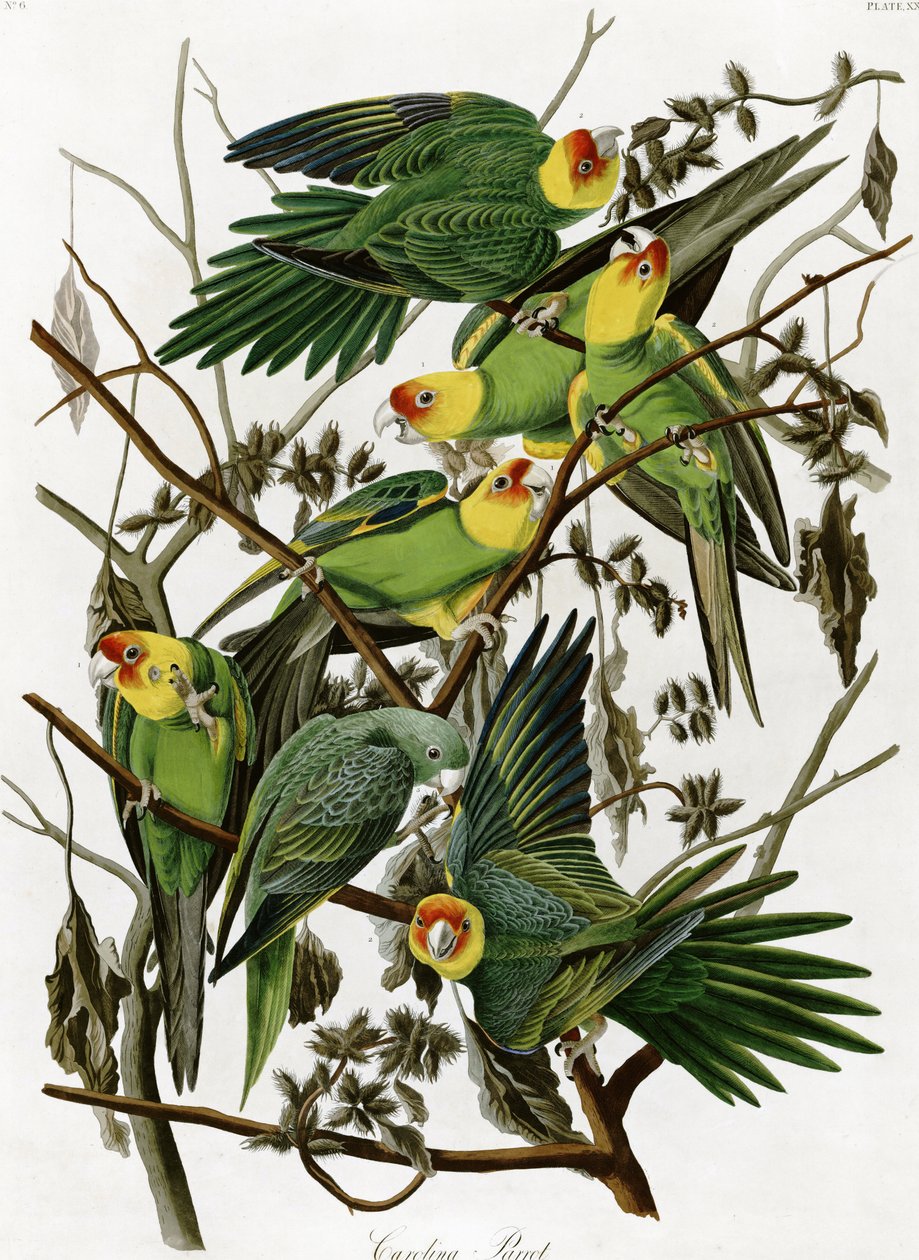 Papugi karolińskie – John James Audubon (1833) autorstwa John James Audubon