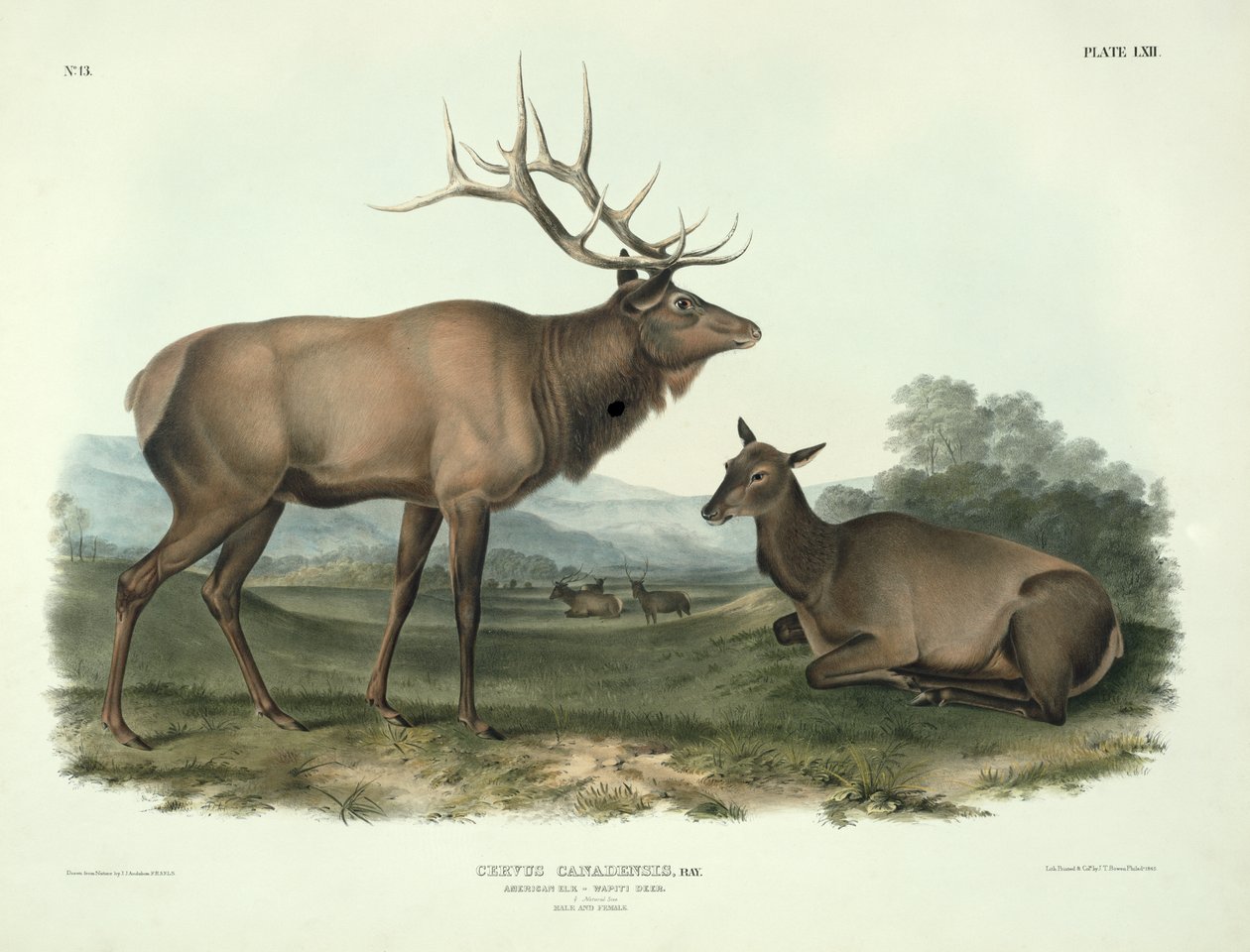 Cervus Canadensis (American Elk, Wapiti Deer), płyta 62 z „Cworonogów Ameryki Północnej”, rytowana przez Johna T. Bowena (1801-c.1856), 1845 autorstwa John James Audubon
