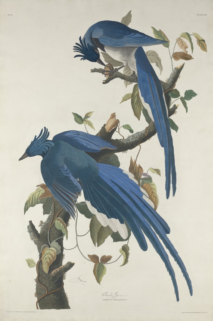 Columbia Jay, 1830 (ręczna akwaforta i akwatinta na papierze Whatmana) autorstwa John James Audubon