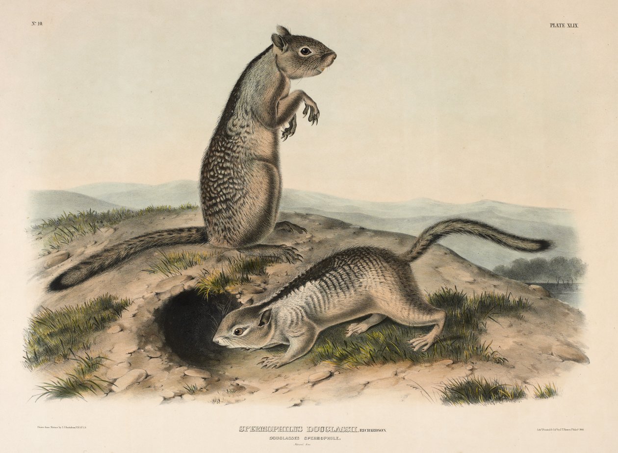 Spermophile Douglassa (Spermophilus Douglass), 1844 (ręcznie kolorowana litografia) autorstwa John James Audubon