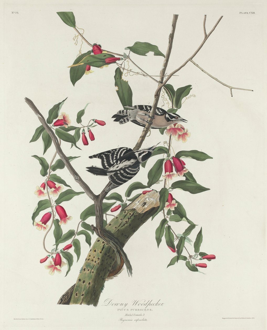 Dzięcioł puszysty, 1831 autorstwa John James Audubon