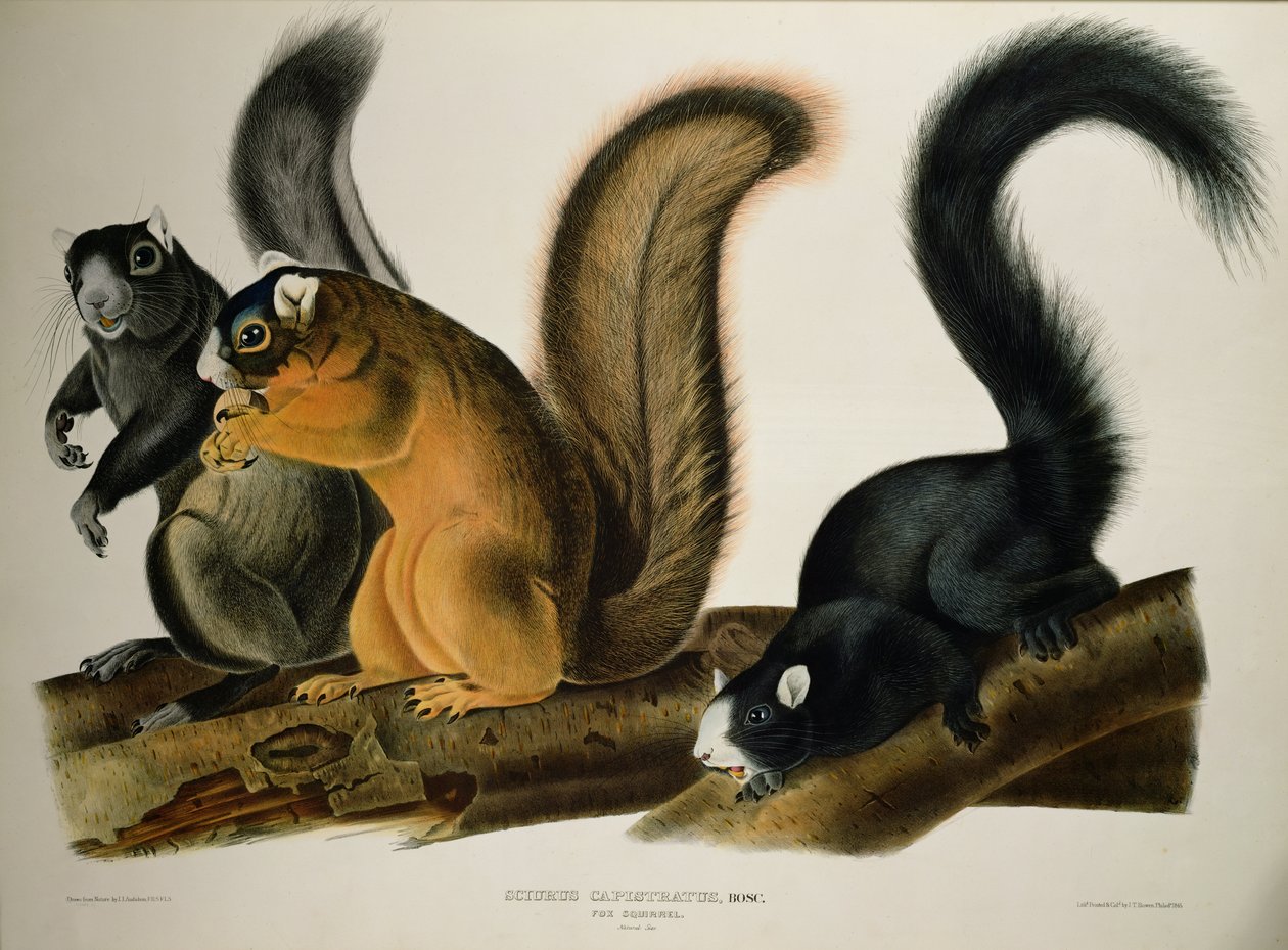 Lisa wiewiórka, z „Cworonogów Ameryki”, 1845 autorstwa John James Audubon