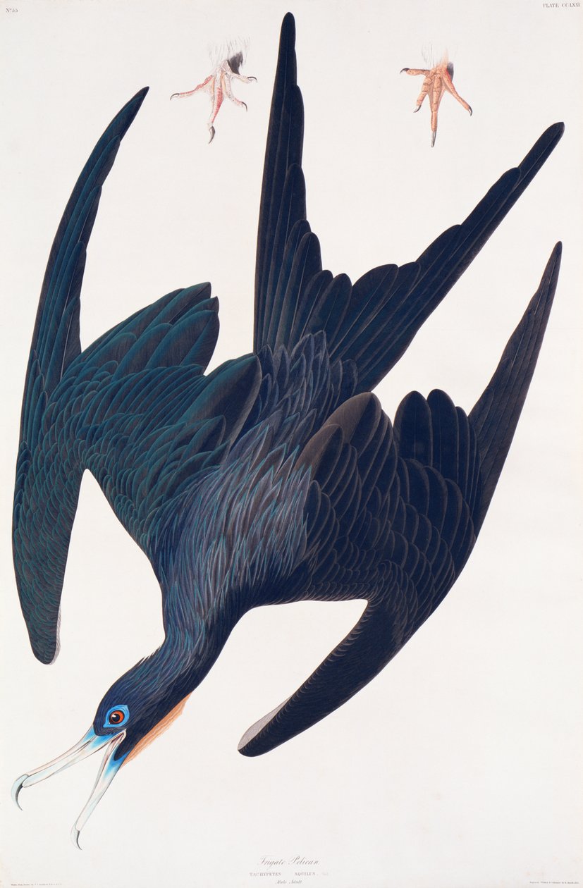 Fregata Pingwin, ilustracja z Birds of America, 1835 (ręcznie kolorowana rycina i akwatinta) autorstwa John James Audubon