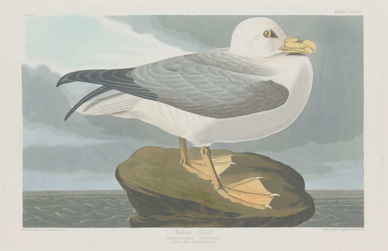 Fulmer Petrel, 1835 autorstwa John James Audubon