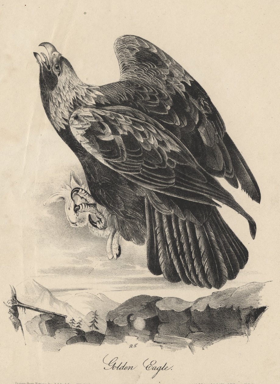 Złoty Orzeł, litografia J.T. Bowen, z „Birds of America”, 1840 autorstwa John James Audubon