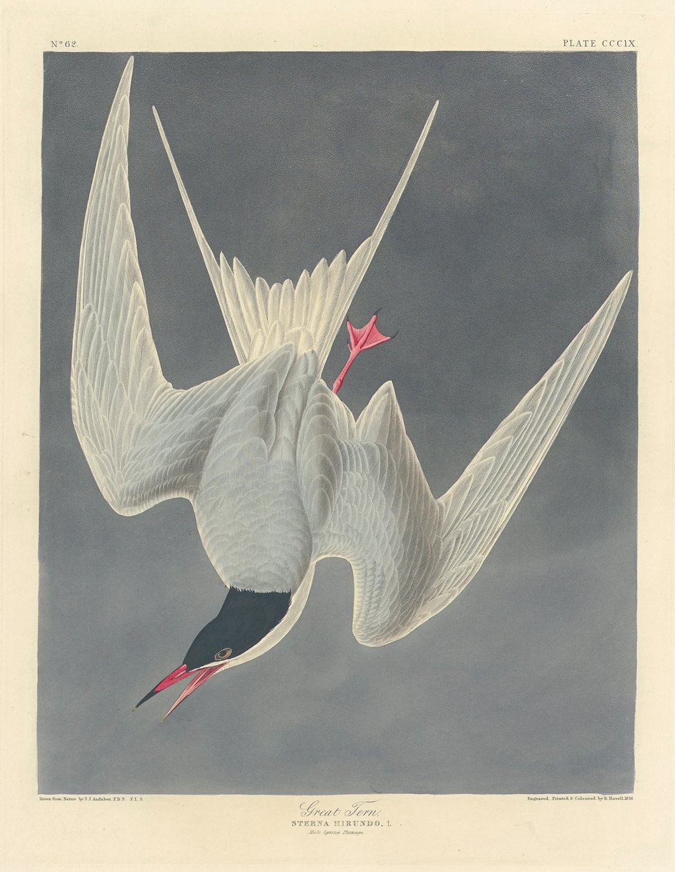 Rybitwa wielka, 1836 autorstwa John James Audubon