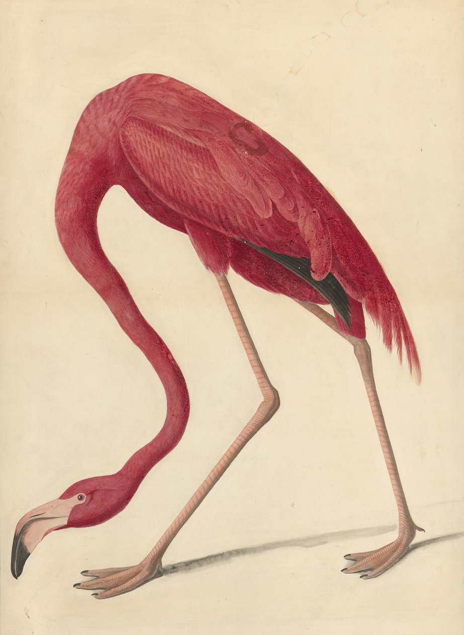 Greater Flamingo, 1838 (wc, białko jaja i grafit na papierze) autorstwa John James Audubon