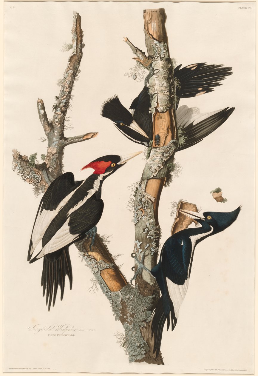 Dzięcioł grubodzioby, 1829 autorstwa John James Audubon