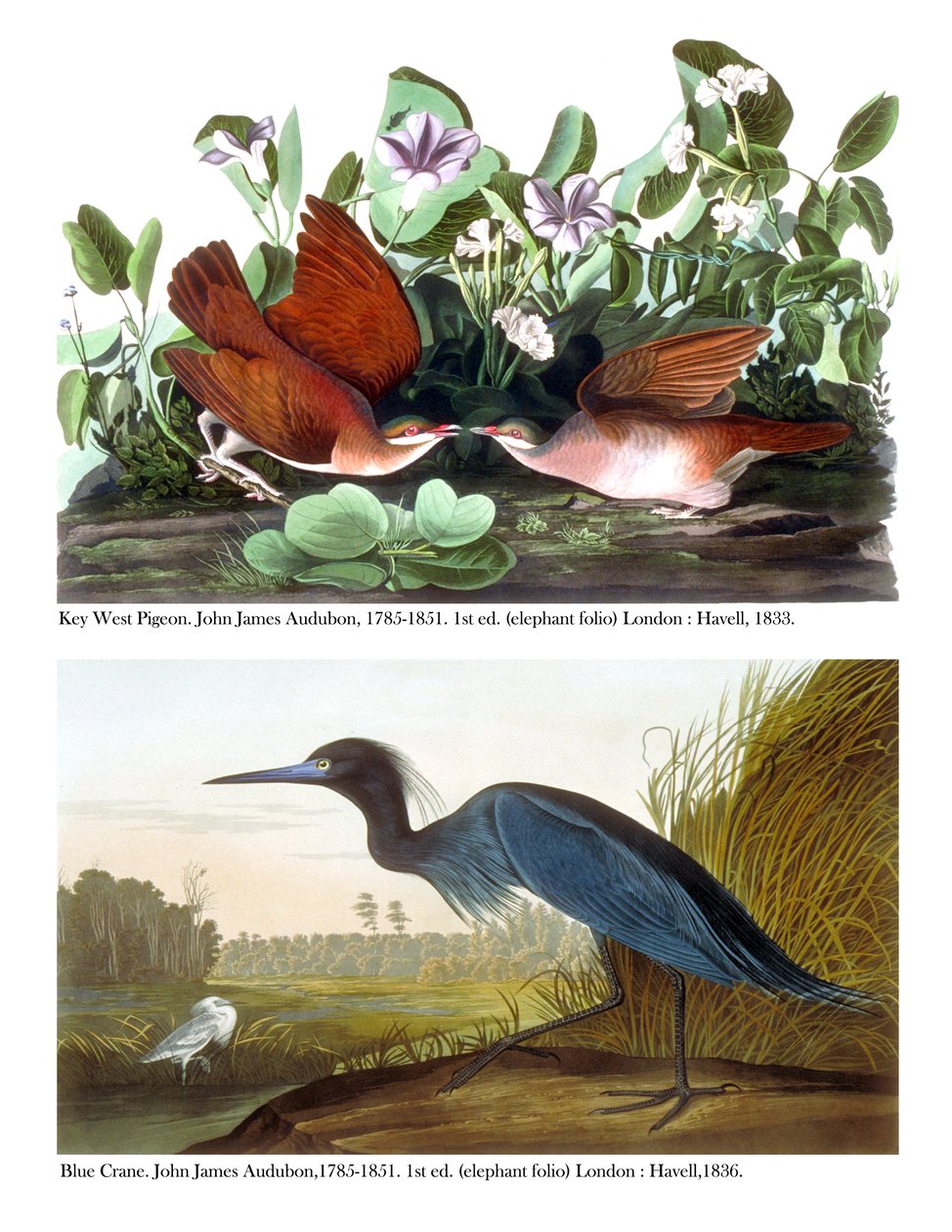 Key West Pigeon i Blue Crane, c.1833-36 autorstwa John James Audubon