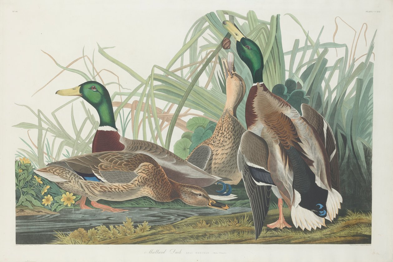 Kaczka krzyżówka, 1834 autorstwa John James Audubon