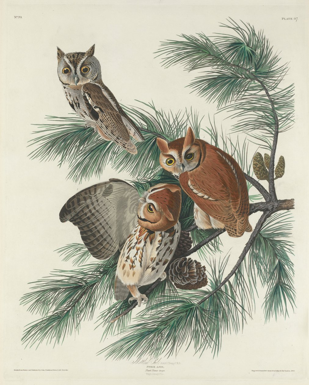 Sowa cętkowana, 1830 autorstwa John James Audubon