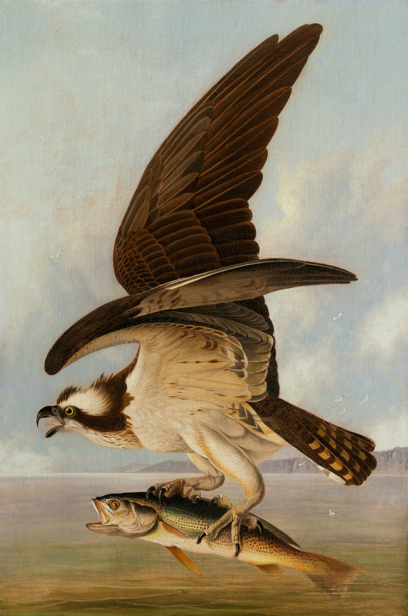 Rybołów i rybołów, 1829 (olej na płótnie na twardej płycie) autorstwa John James Audubon