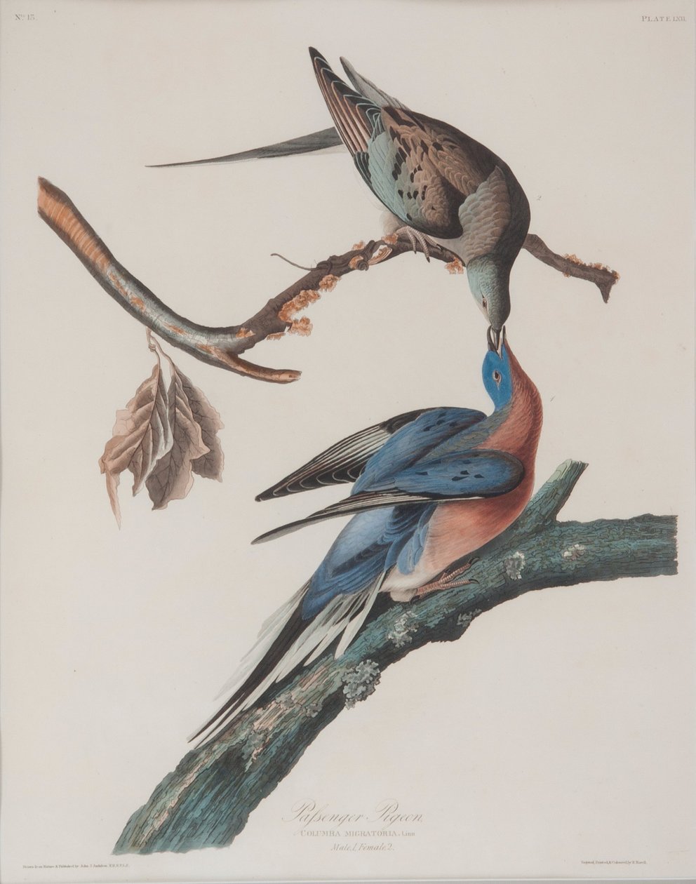 Gołąb wędrowny autorstwa John James Audubon