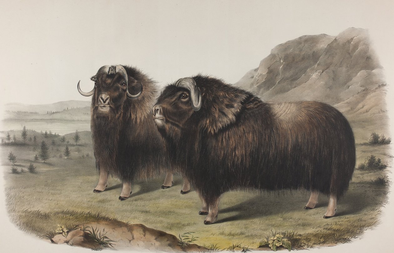 Tabliczka 111. Ovibus Moschatus, Gmel. Wół piżmowy, 1848 (ręcznie kolorowany i drukowany w kolorze lito na papierze tkanym) autorstwa John James Audubon
