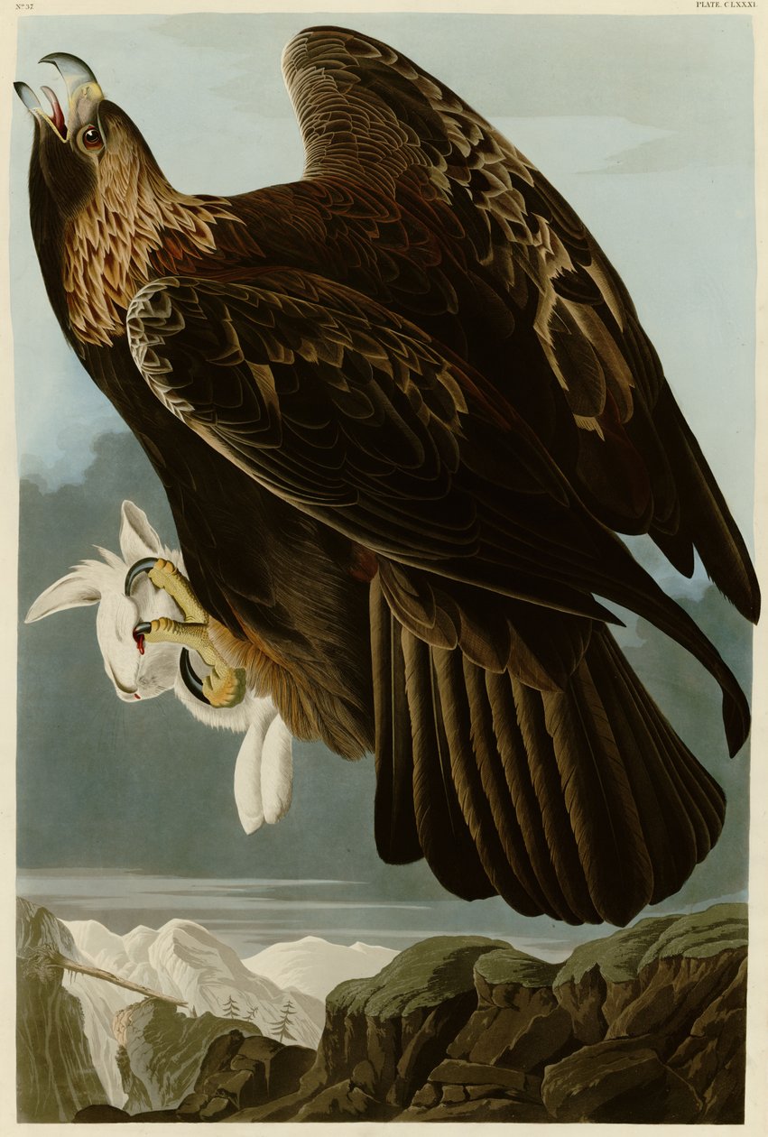 Tabliczka 181 Birds of America autorstwa Johna Jamesa Audubona przedstawiająca złotego orła autorstwa John James Audubon