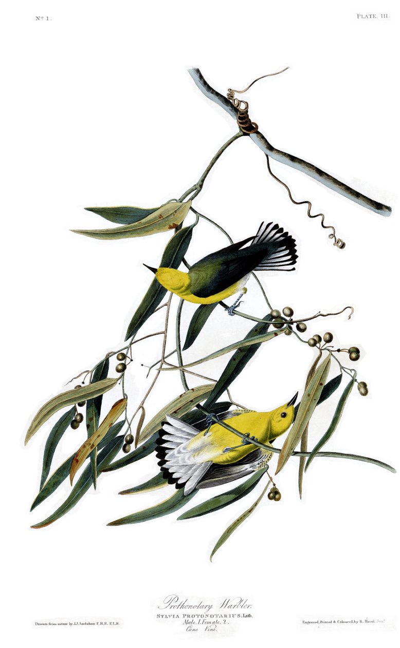 Tablica 3 Birds of America autorstwa Johna Jamesa Audubona przedstawiająca wodniczkę protonotaryczną autorstwa John James Audubon