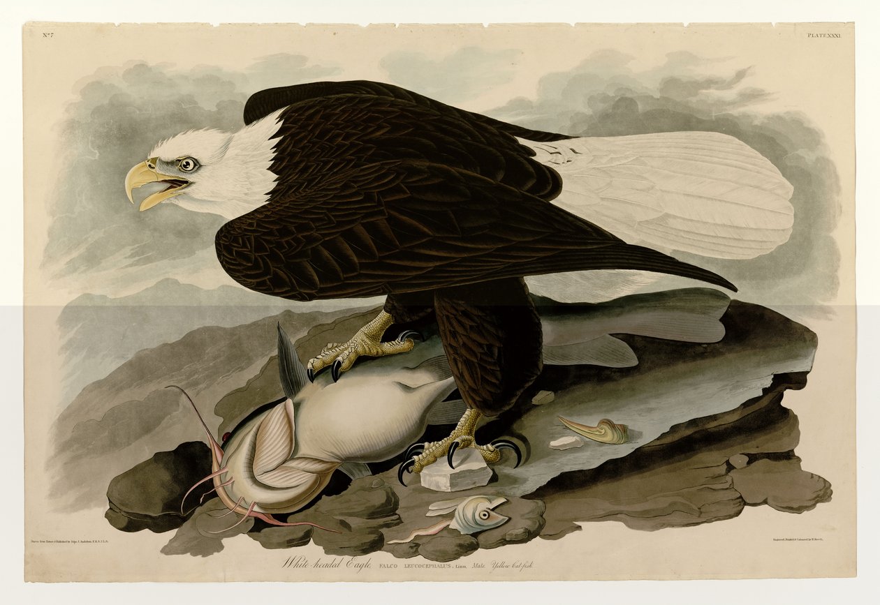Tabliczka 31 Birds of America autorstwa Johna Jamesa Audubona przedstawiająca orła białogłowego autorstwa John James Audubon