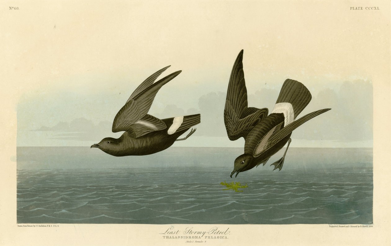 Tablica 340 Birds of America autorstwa Johna Jamesa Audubona przedstawiająca najmniejszą burzę-Petrel autorstwa John James Audubon