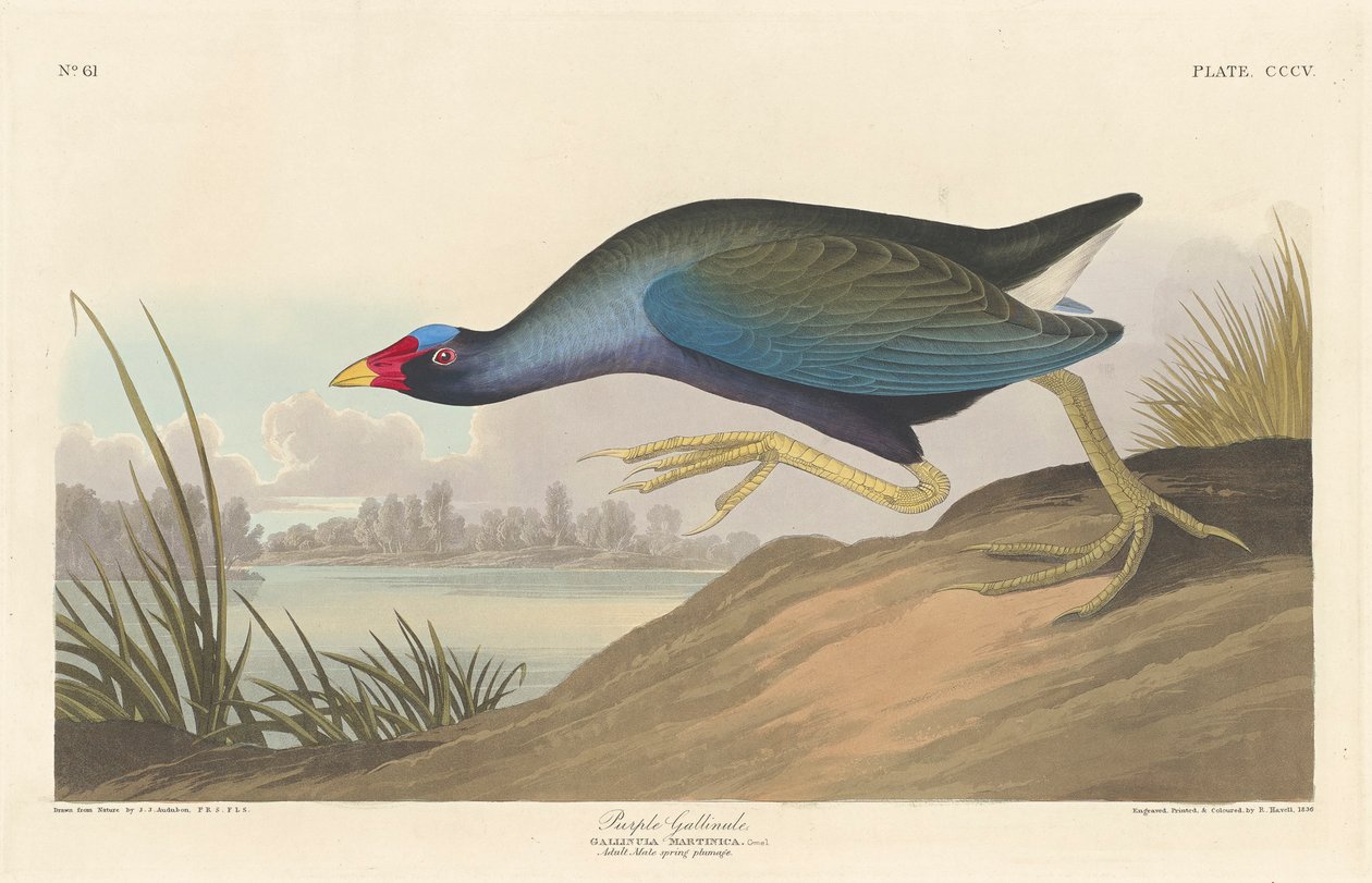 Fioletowa gallinula, 1836 autorstwa John James Audubon