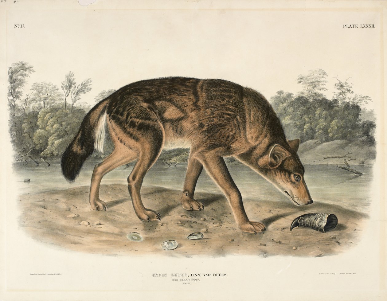 Czerwony Wilk Teksański (Canis Lupus), 1845 (litografia ręcznie kolorowana) autorstwa John James Audubon