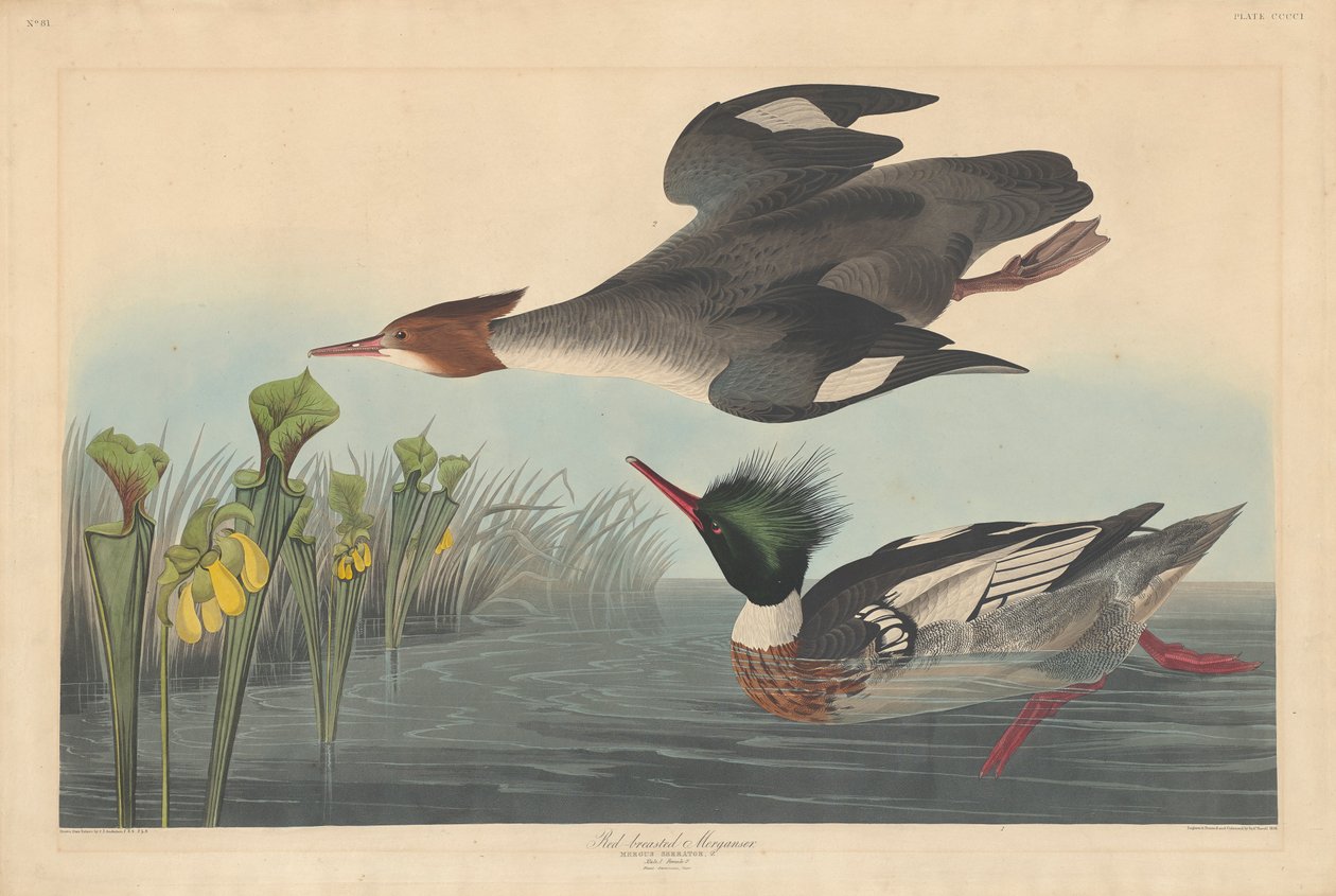 Nurogęś czerwonopierśny, 1838 autorstwa John James Audubon