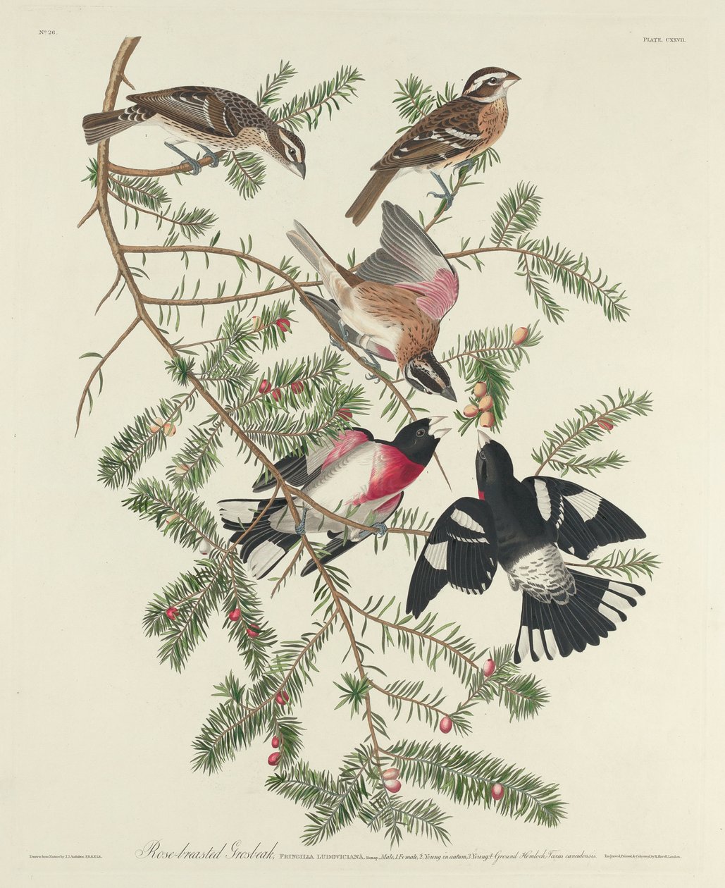 Różany Wielki Dziób, 1832 autorstwa John James Audubon