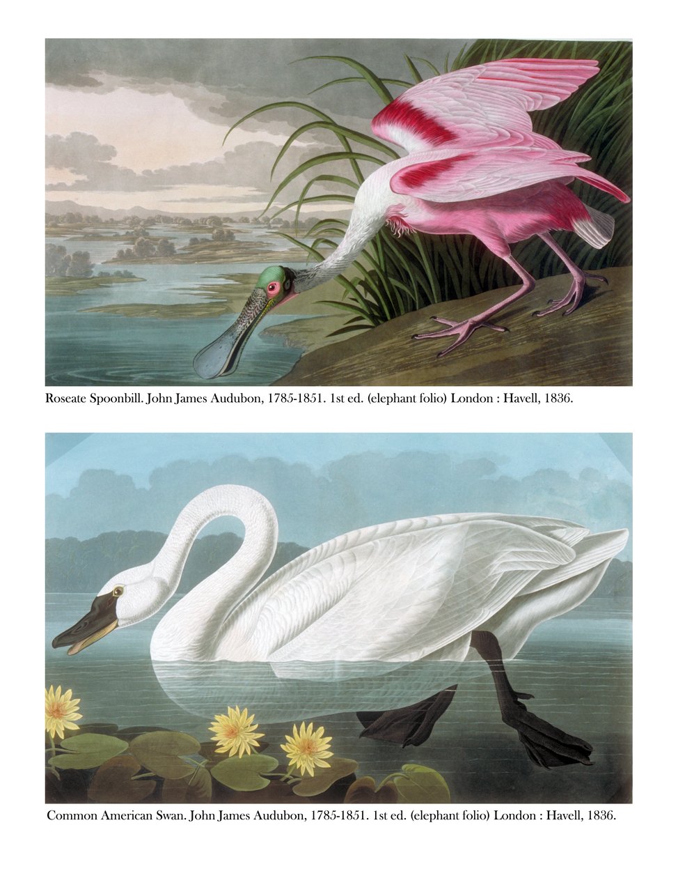 Łyskacz różowy i łabędź czarnodzioby, 1836 autorstwa John James Audubon