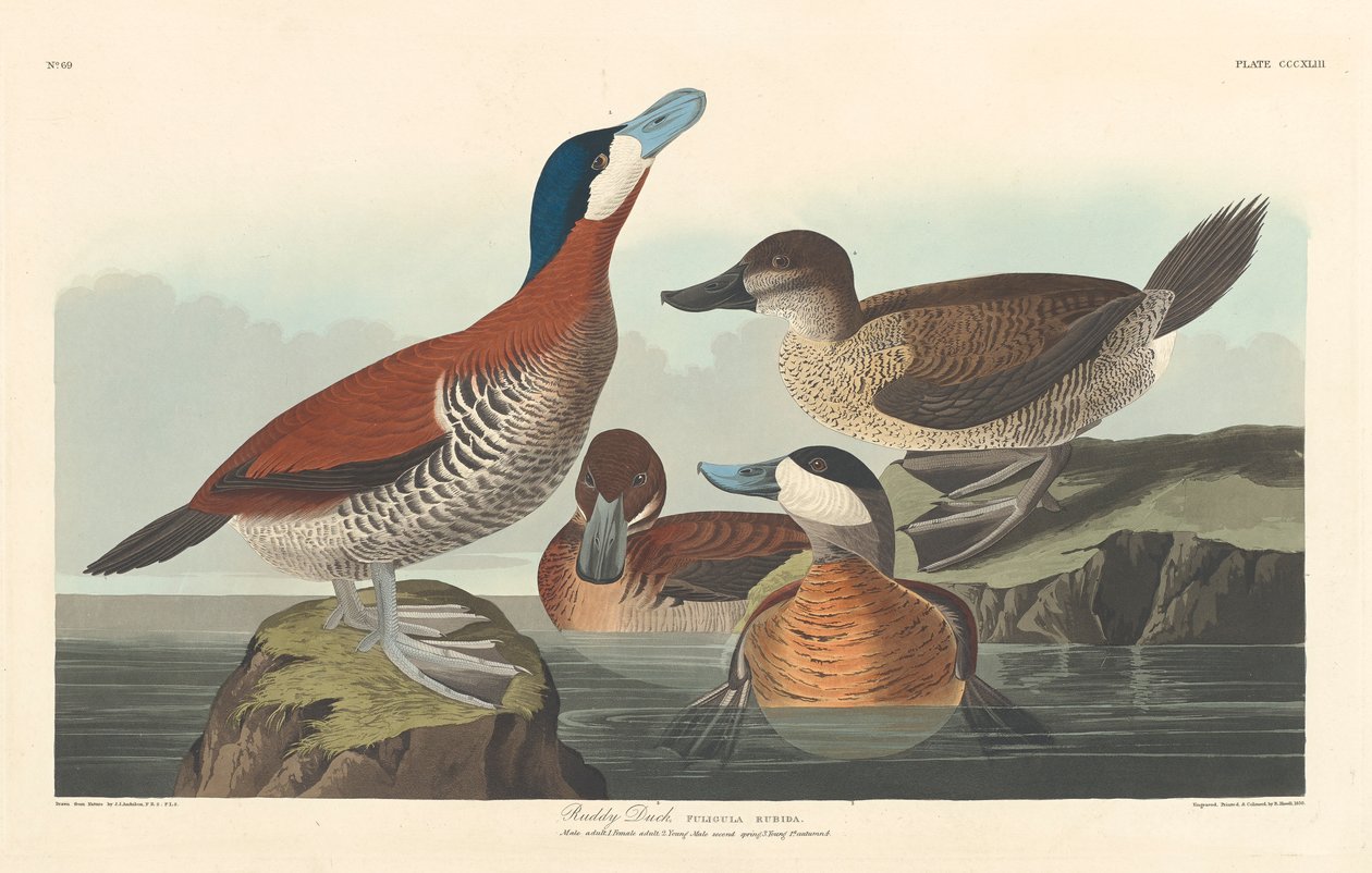 Rumiana kaczka, 1836 autorstwa John James Audubon