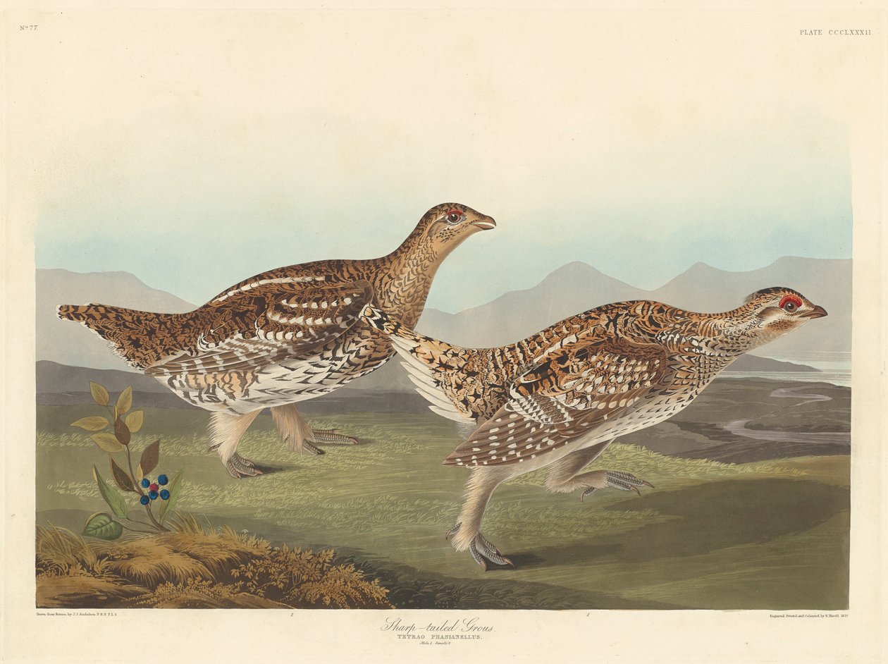 Grous ostroogoniasty, 1837 autorstwa John James Audubon