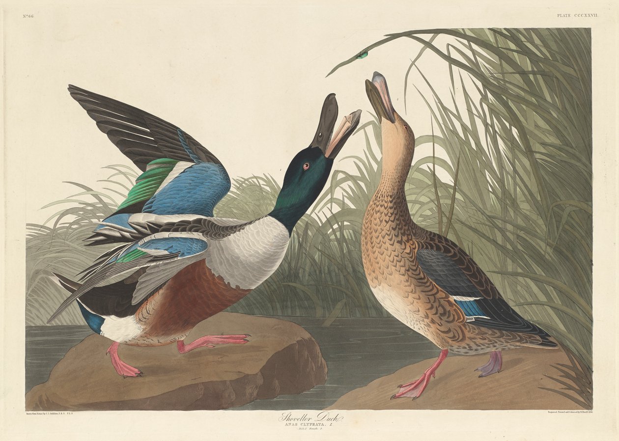 Kaczka ryjówka, 1836 autorstwa John James Audubon