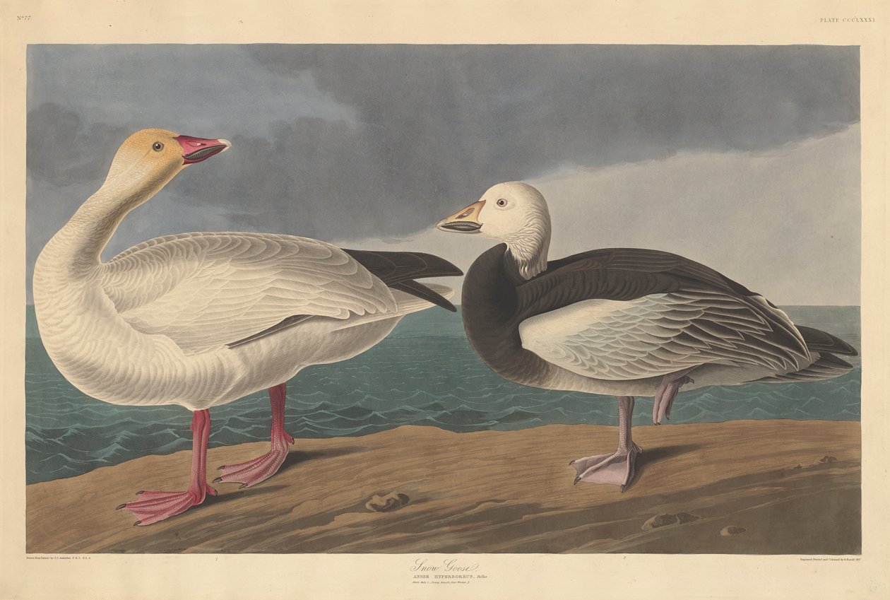 Śnieżyca, 1837 autorstwa John James Audubon