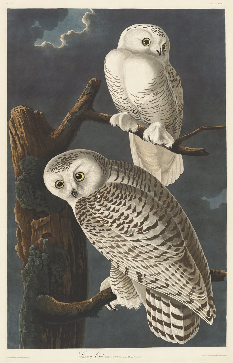 Snowy Owl, 1831 autorstwa John James Audubon