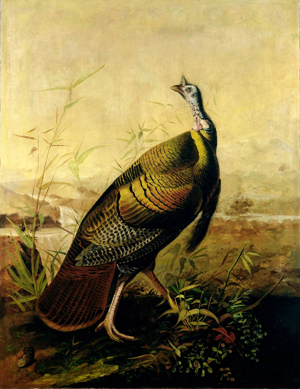 Amerykański kogut z dzikiego indyka autorstwa John James Audubon