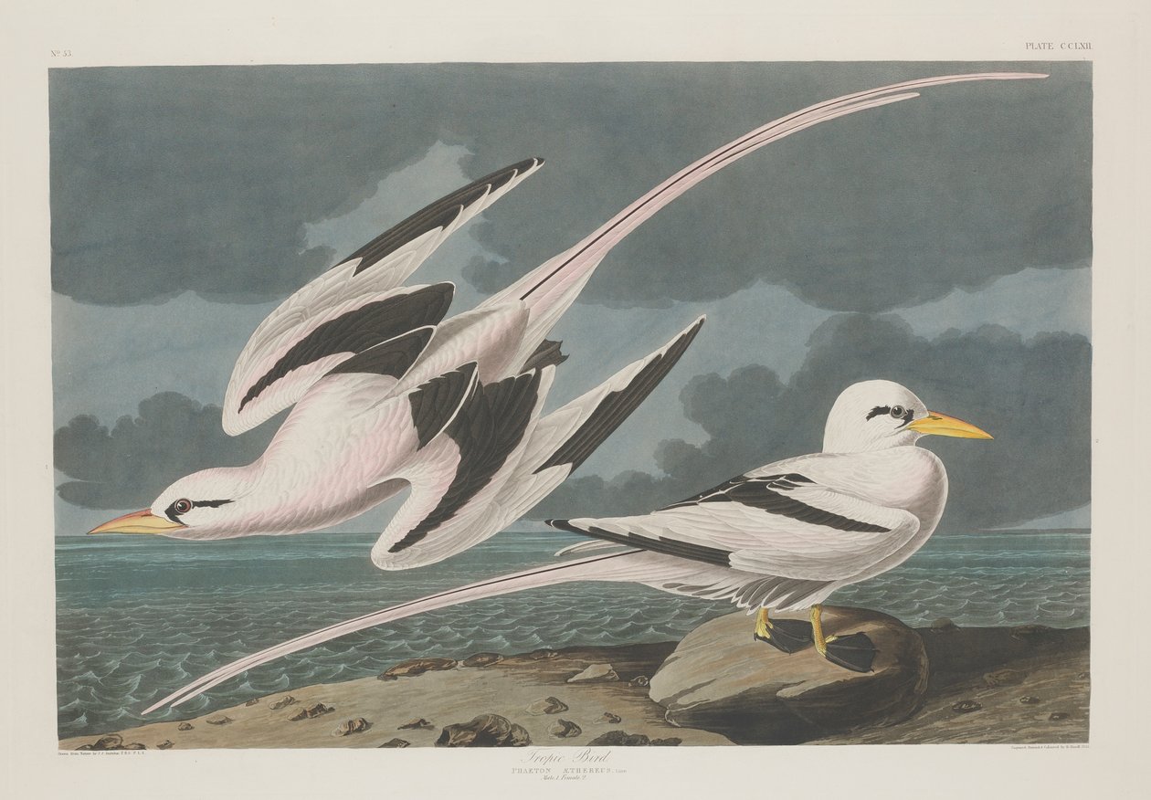 Ptak zwrotnikowy, 1835 autorstwa John James Audubon