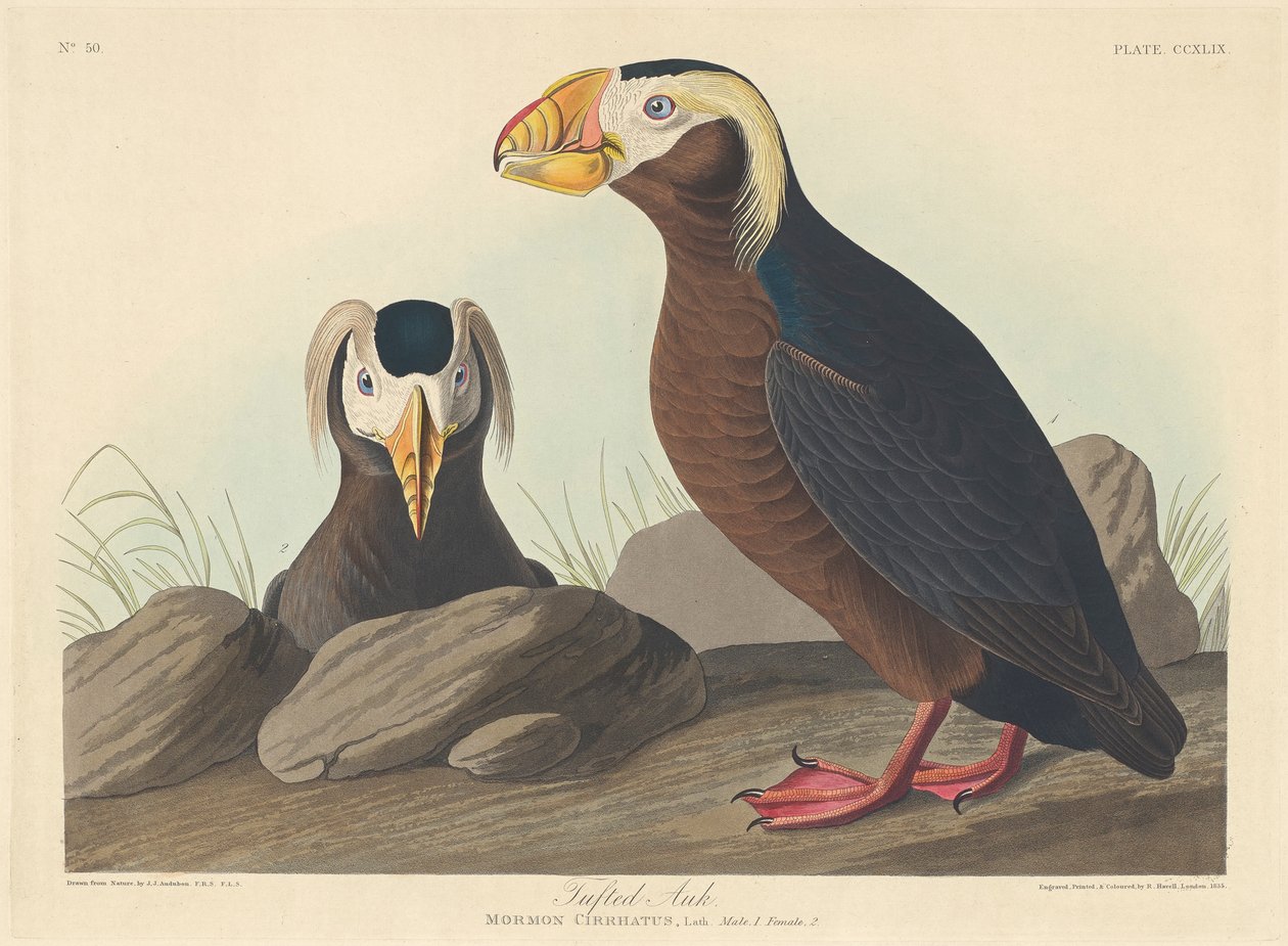Alka czernica, 1835 autorstwa John James Audubon