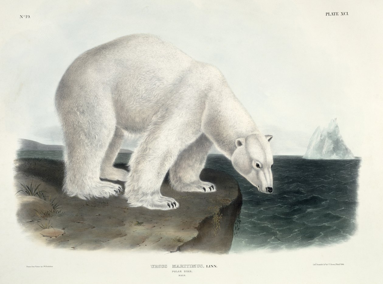 Ursus Maritimus (niedźwiedź polarny), tablica 91 z czworonogów Ameryki Północnej, sztychowana przez Johna T. Bowena (1801-c.1856), 1846 autorstwa John James Audubon