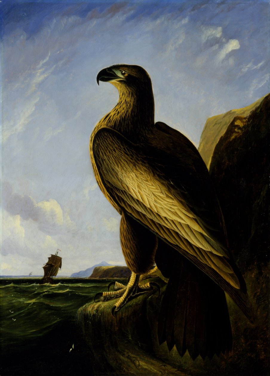 Orzeł morski waszyngtoński autorstwa John James Audubon