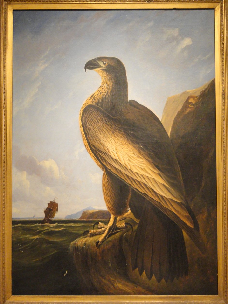 Orzeł morski waszyngtoński autorstwa John James Audubon