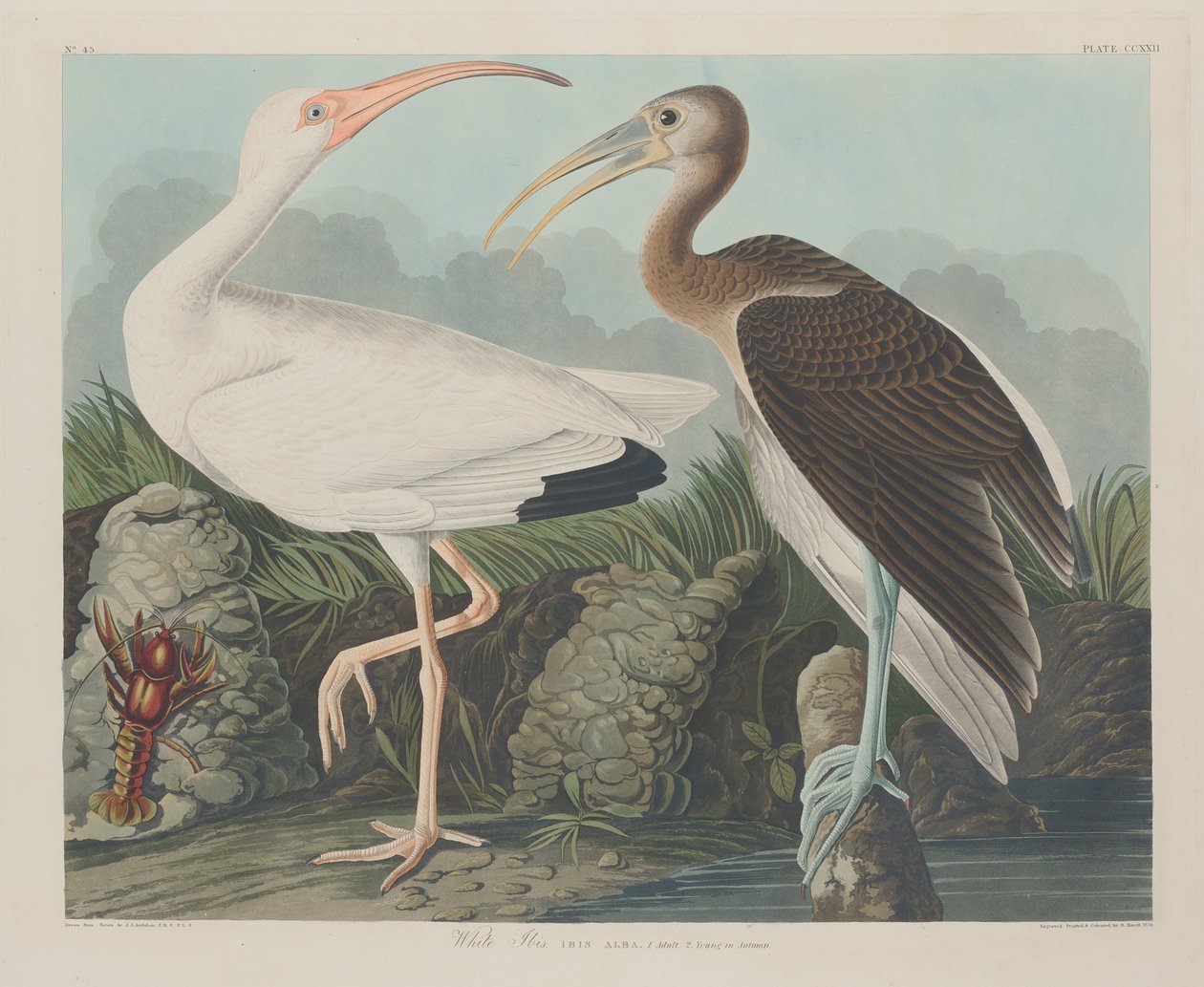 Biały Ibis, 1834 autorstwa John James Audubon