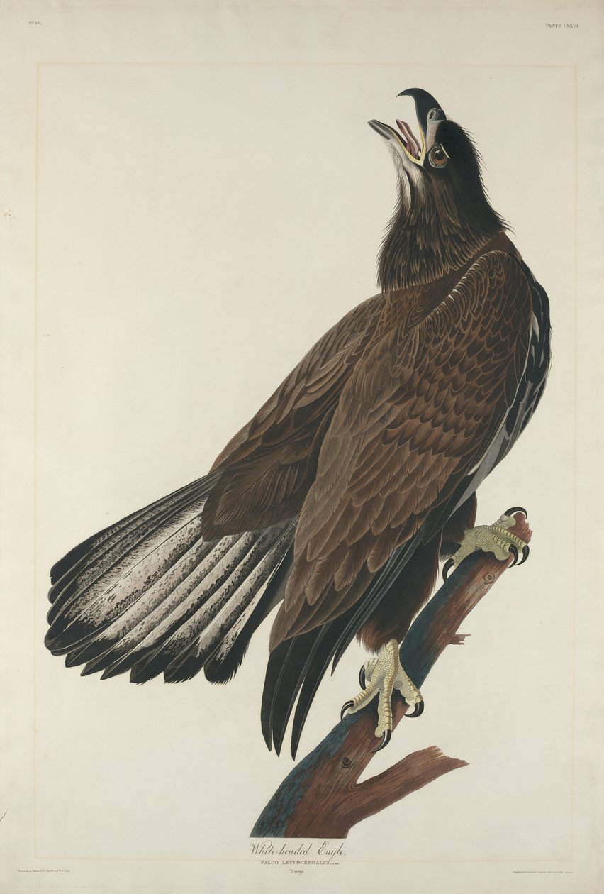 Orzeł Białogłowy, 1832 autorstwa John James Audubon