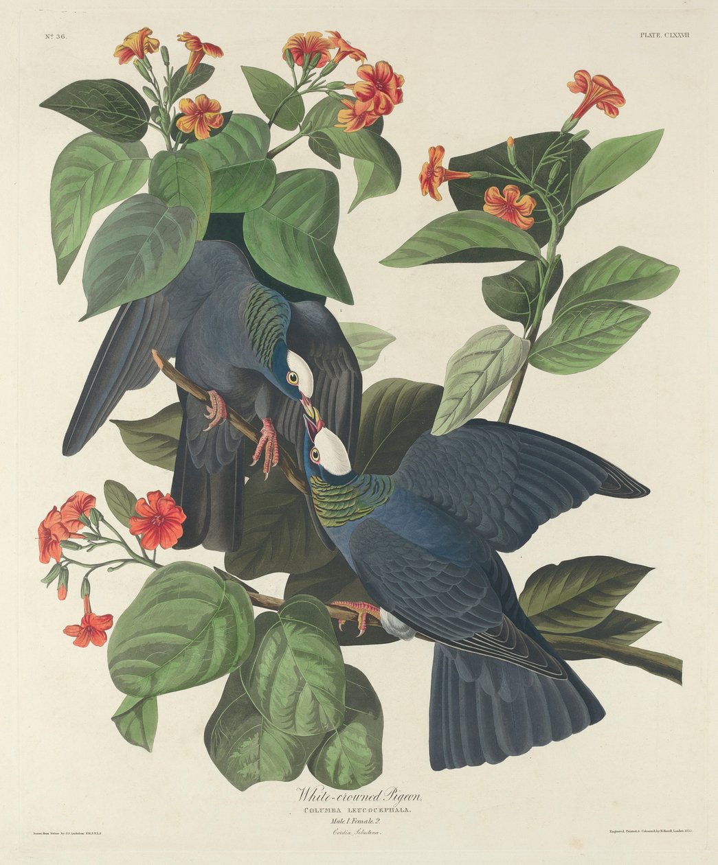 Gołąb białokoronowany, 1833 autorstwa John James Audubon